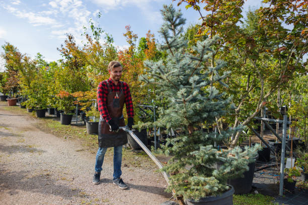 Professional Tree Removal and Landscaping Services in Crestwood, IL